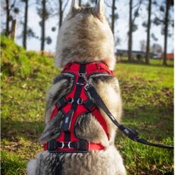 I-Dog Harnais Confort Trek -Sportswear Magasin main GRLMI03 3 e5fa