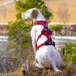 I-Dog Harnais Confort Trek -Sportswear Magasin main GRLMI03 6 2ad7