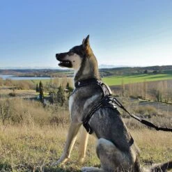 I-Dog Longe Traction Noir -Sportswear Magasin main photo pres longe I DOG 04 1 1 2002